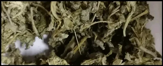 艾草茶的功效与作用有什么 | 农业常识