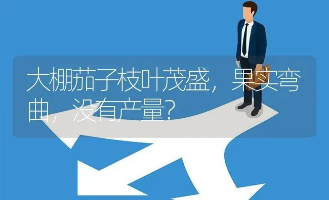 大棚茄子枝叶茂盛,果实弯曲,没有产量? | 养殖问题解答