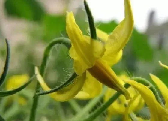 植物常识问题|兰花的种植方法和技巧