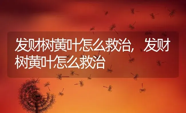 发财树黄叶怎么救治,发财树黄叶怎么救治 | 养殖常见问题