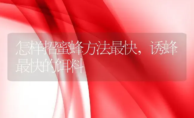 怎样招蜜蜂方法最快,诱蜂最快的饵料 | 养殖常见问题