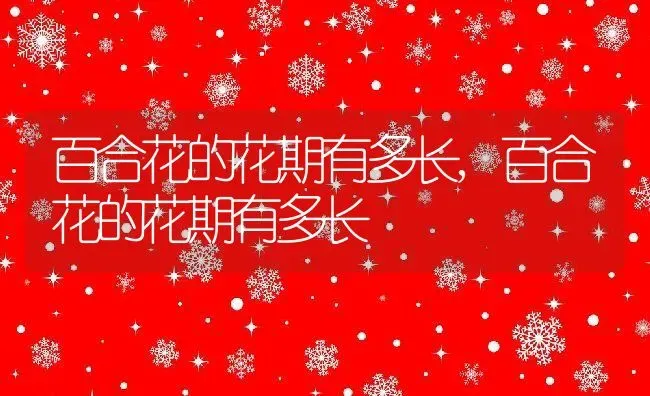 百合花的花期有多长,百合花的花期有多长 | 养殖常见问题