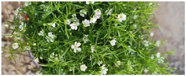 花卉满天星的种植方法和注意事项怎么养才不会枯萎 | 农业常识
