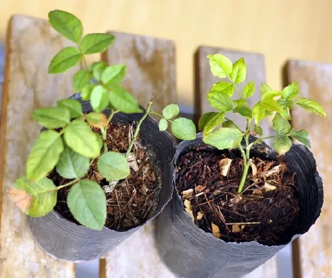 植物常识问题|网上购买的月季牙签小苗怎样栽种（如何养根能把杆子养粗）