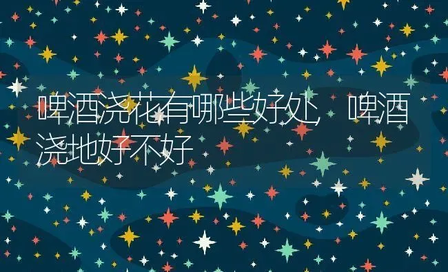 啤酒浇花有哪些好处,啤酒浇地好不好 | 养殖常见问题