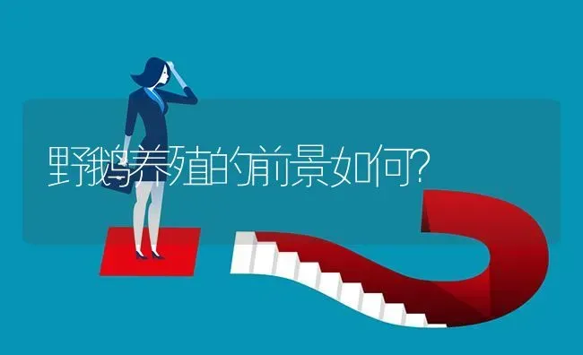 野鹅养殖的前景如何? | 养殖问题解答