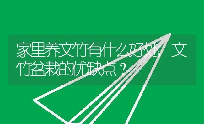 家里养文竹有什么好处,文竹盆栽的优缺点？ | 养殖常见问题