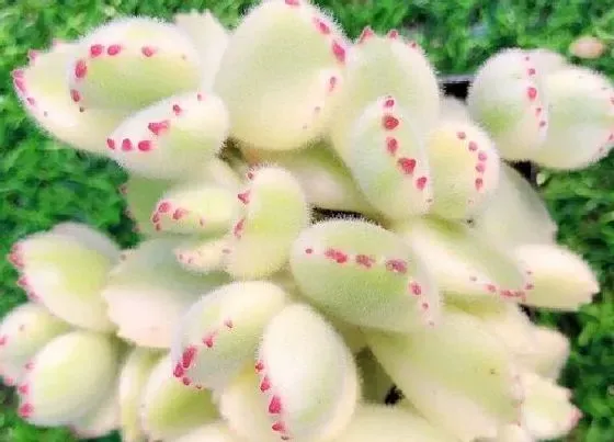 植物常识问题|熊童子好养吗 室内养殖方法和注意事项
