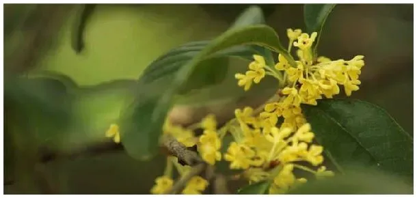 桂花树种植注意事项 | 生活常识