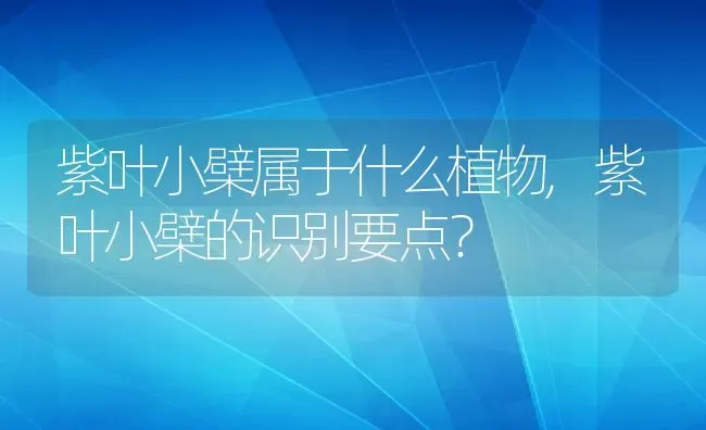 紫叶小檗属于什么植物,紫叶小檗的识别要点？ | 养殖常见问题
