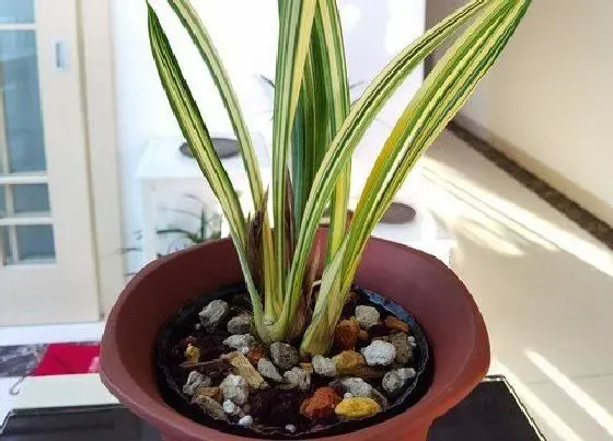 植物常识问题|兰花如何施肥比较简单