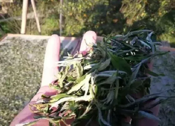 植物常识问题|福鼎白茶怎么存放最好 福鼎白茶的正确存储方法