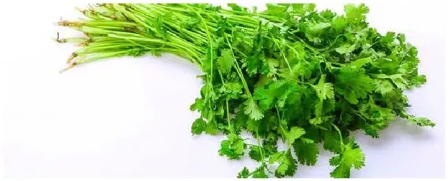 香菜最快催芽方法 | 三农问答