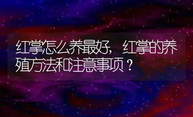 红掌怎么养最好,红掌的养殖方法和注意事项？ | 养殖常见问题