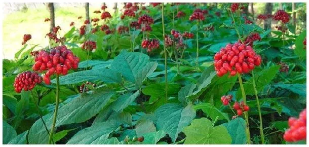西洋参冬天会冻死吗 | 生活常识