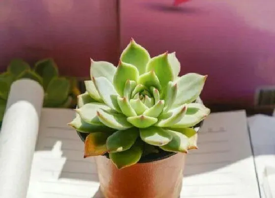 植物常识问题|养护观音莲的正确方法