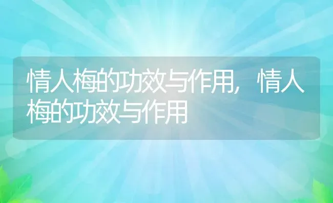 情人梅的功效与作用,情人梅的功效与作用 | 养殖常见问题