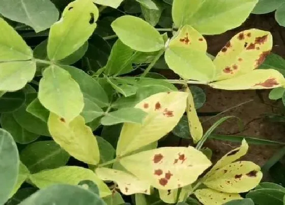 植物常识问题|花生苗期叶片发黄怎么办（花生叶子发黄原因及防治措施）