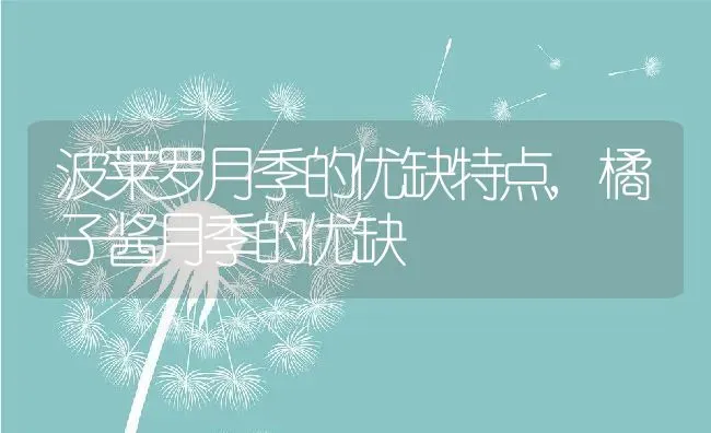 波莱罗月季的优缺特点,橘子酱月季的优缺 | 养殖常见问题