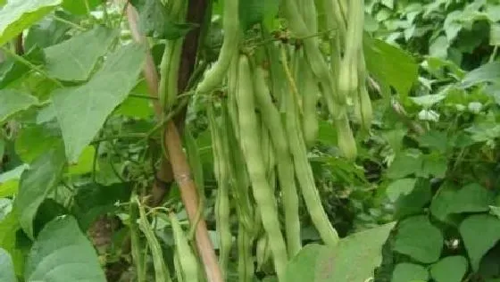 植物常识问题|豆角叶子干枯萎什么原因（豆角开花不结豆角枯死解决办法）