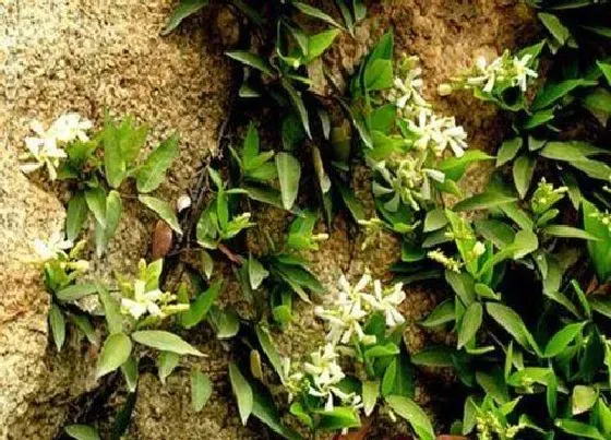 植物常识问题|适合家里养的18种花 推荐最适宜家庭养殖的花卉