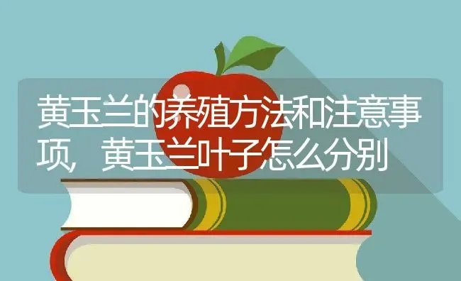 黄玉兰的养殖方法和注意事项,黄玉兰叶子怎么分别 | 养殖常见问题