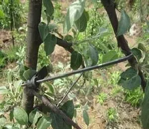 植物常识问题|果树什么样的枝条可以拉枝（果树粗枝拉枝要拉多长时间）