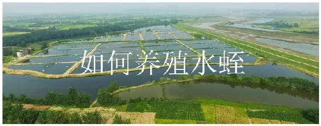 如何养殖水蛭 | 农业答疑