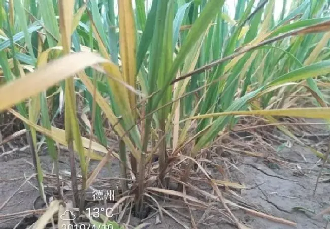 植物常识问题|小麦茎基腐病是什么原因引起形成（茎基腐病症状及防治方法）