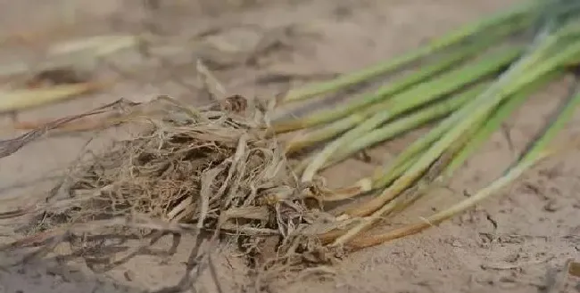 植物常识问题|小麦茎基腐病是什么原因引起形成（茎基腐病症状及防治方法）