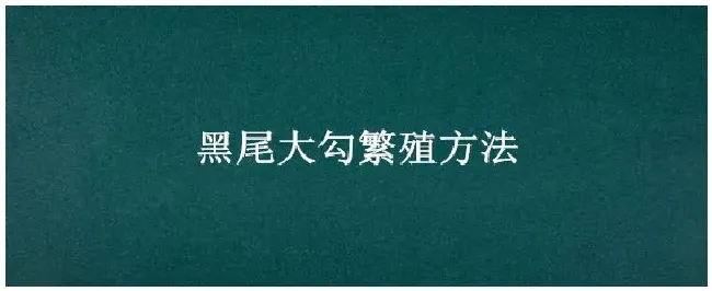 黑尾大勾繁殖方法 | 生活常识