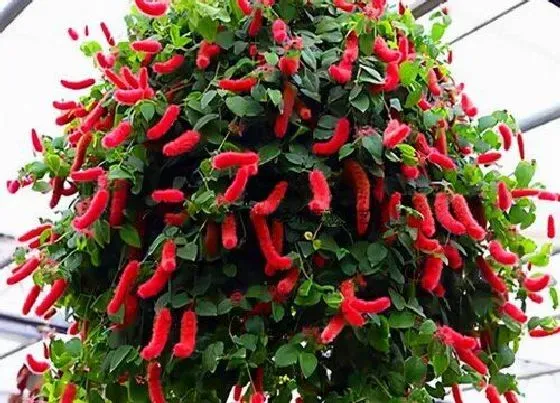 植物常识问题|适合家里养的18种花 推荐最适宜家庭养殖的花卉