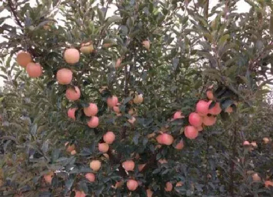 植物常识问题|苹果树剪枝压枝正确方法（苹果树修剪合理果实最好着色）