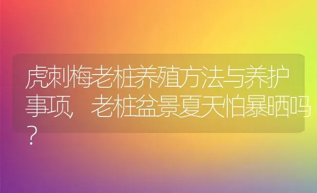 虎刺梅老桩养殖方法与养护事项,老桩盆景夏天怕暴晒吗？ | 养殖常见问题