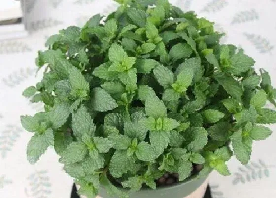 植物常识问题|在室内怎么种薄荷盆栽（在家里种薄荷方法和繁殖技巧）