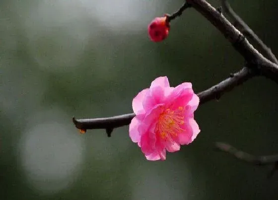 植物常识问题|梅花品种