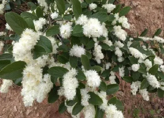 植物常识问题|白檀花如何养护才能开出鲜艳的花