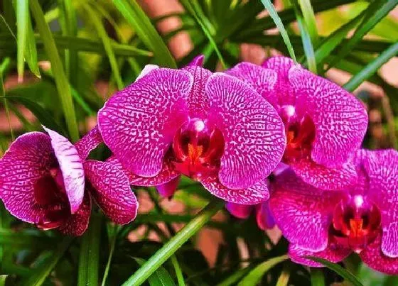 植物常识问题|新买回来的兰花如何度过缓苗期