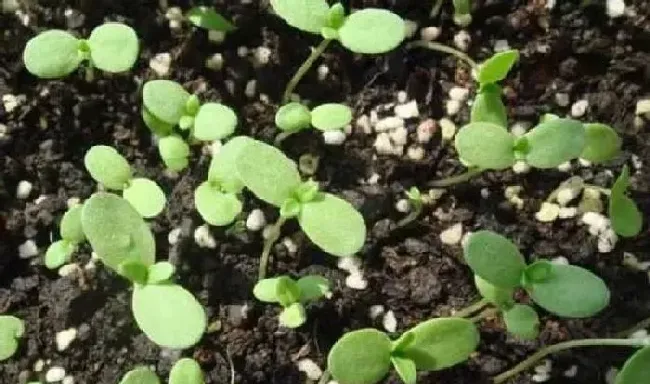 植物常识问题|茼蒿菜的种植方法和管理技术（大叶茼蒿菜的栽培技术）