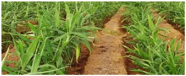 种植生姜用什么农药 | 农业问题