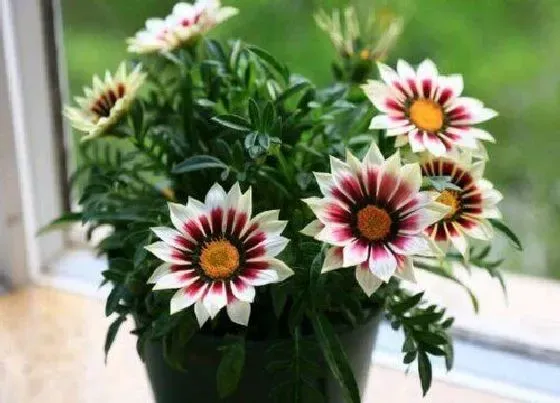 植物常识问题|小菊花品种