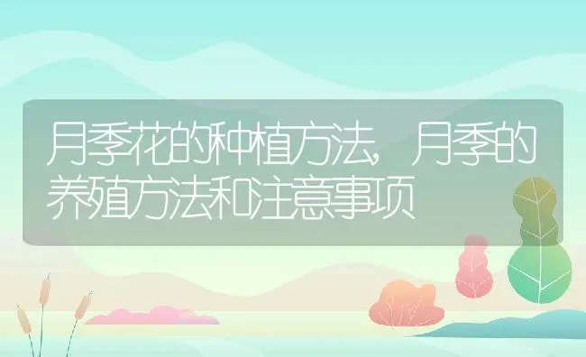 月季花的种植方法,月季的养殖方法和注意事项 | 养殖常见问题