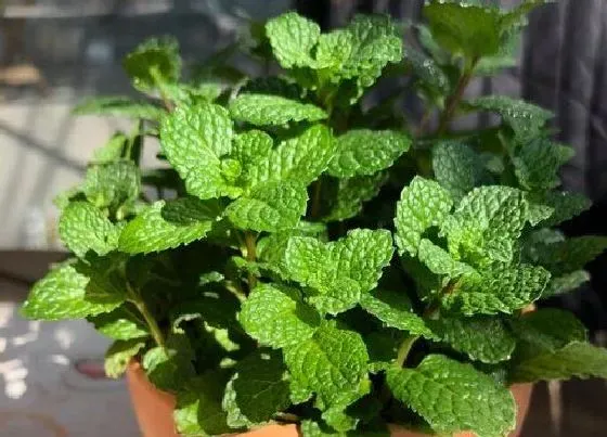 植物常识问题|在室内怎么种薄荷盆栽（在家里种薄荷方法和繁殖技巧）