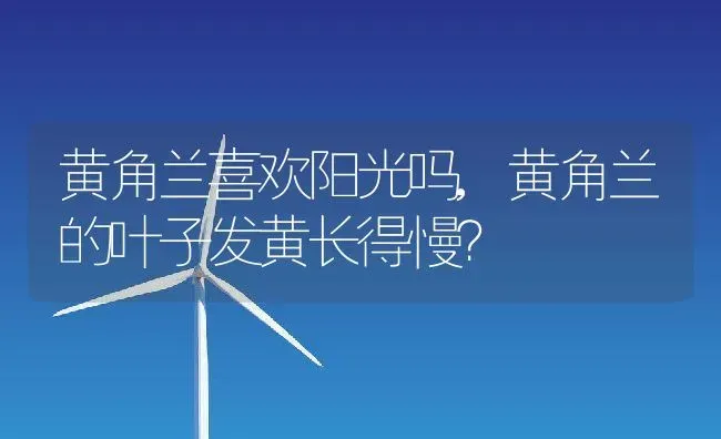 黄角兰喜欢阳光吗,黄角兰的叶子发黄长得慢？ | 养殖常见问题