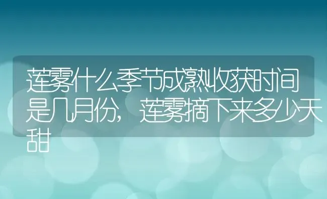 莲雾什么季节成熟收获时间是几月份,莲雾摘下来多少天甜 | 养殖常见问题