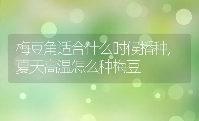 梅豆角适合什么时候播种,夏天高温怎么种梅豆 | 养殖常见问题