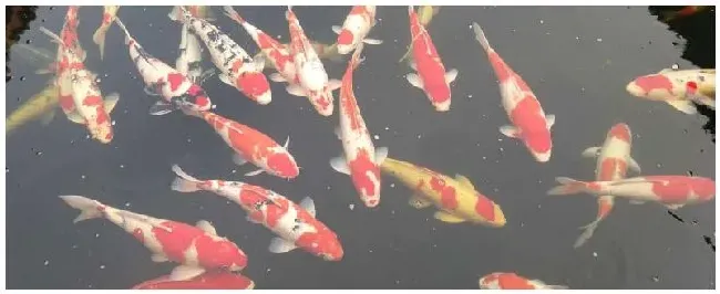 锦鲤怎么养 | 农业常识