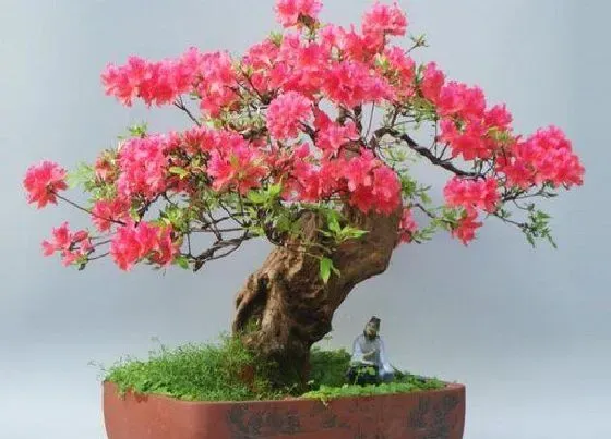 植物常识问题|杜鹃花养护的时候都需要注意些什么问题
