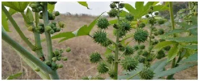 蓖麻是什么科植物 | 三农问答