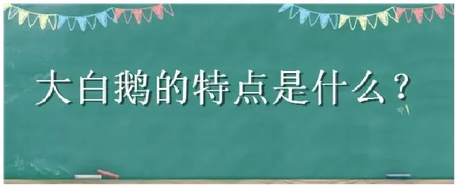 大白鹅的特点是什么 | 三农答疑